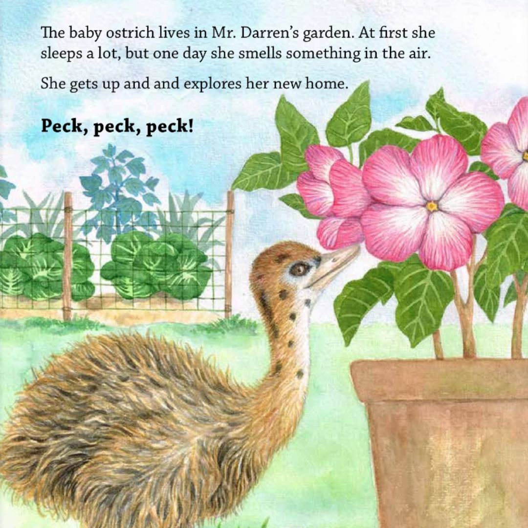 Chickaboo the Runaway Ostrich