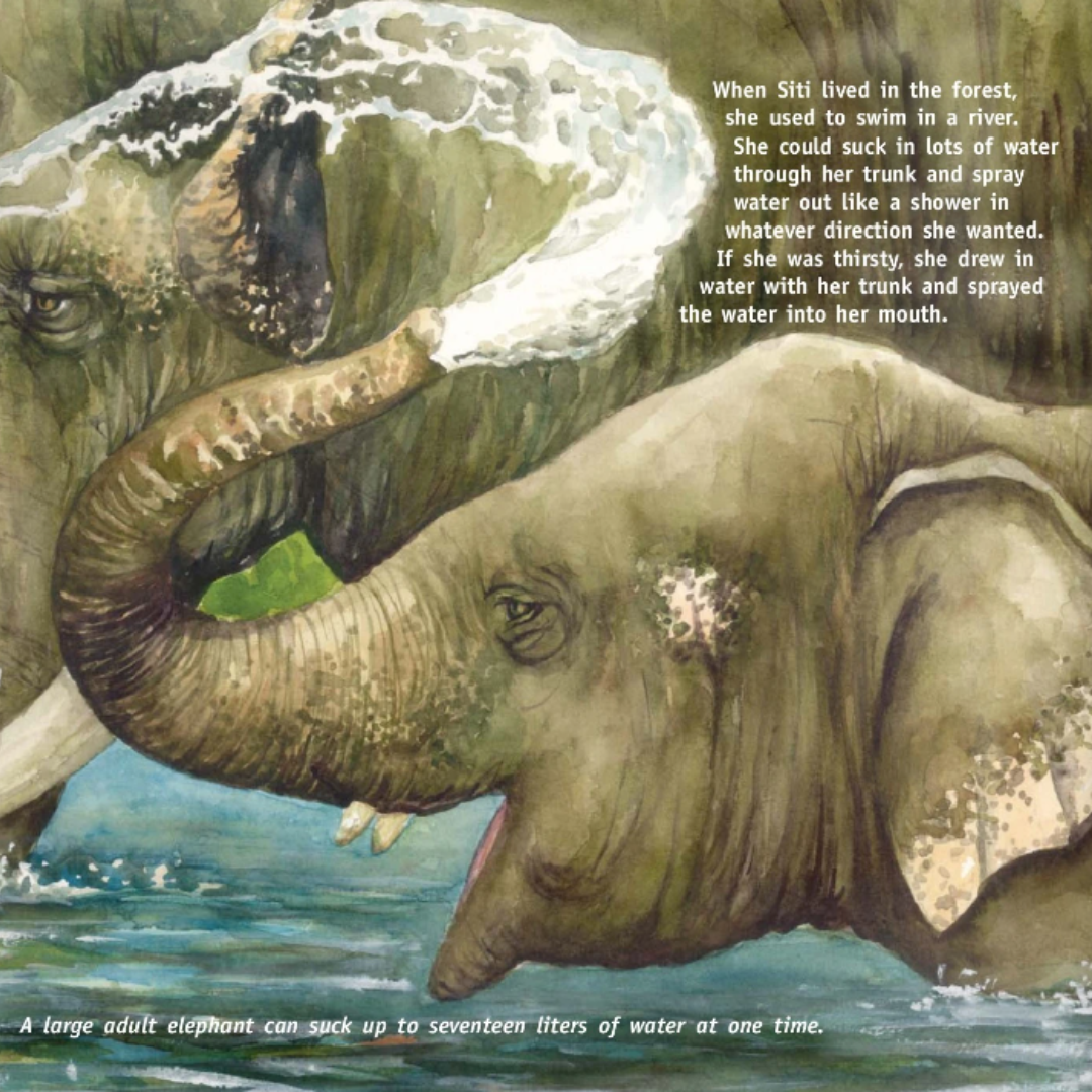 Siti the Elephant