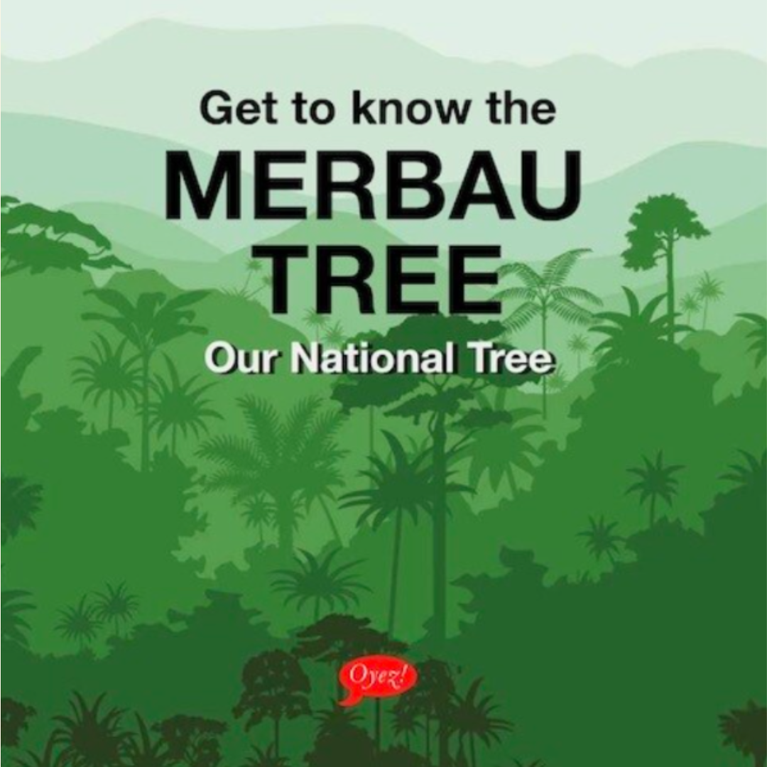 Merbau Tree